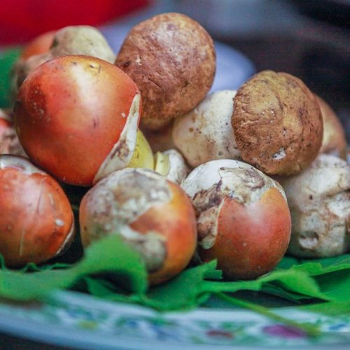 ristorante_quercia_di_rosa_modena_funghi_freschi_ovuli_porcini